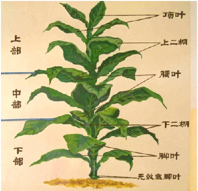 (副本)精益加油站之带茎烘烤烟叶分级篇