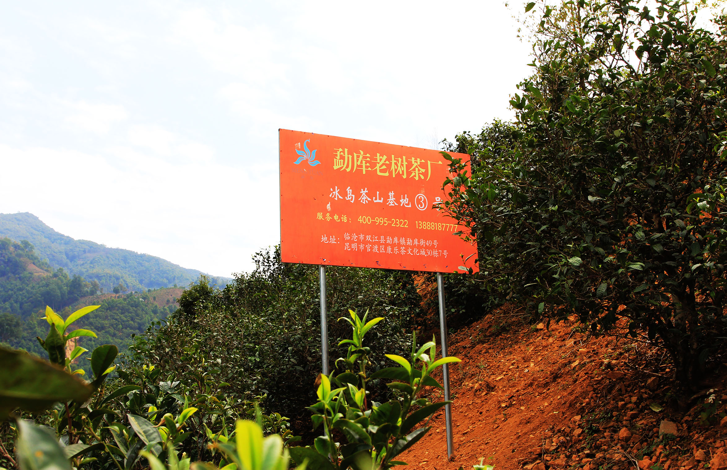 勐库老树茶厂 冰岛茶山基地3号