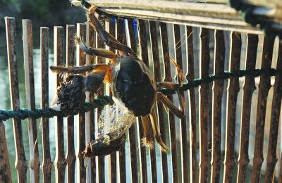 顶呱呱大蟹开张啦