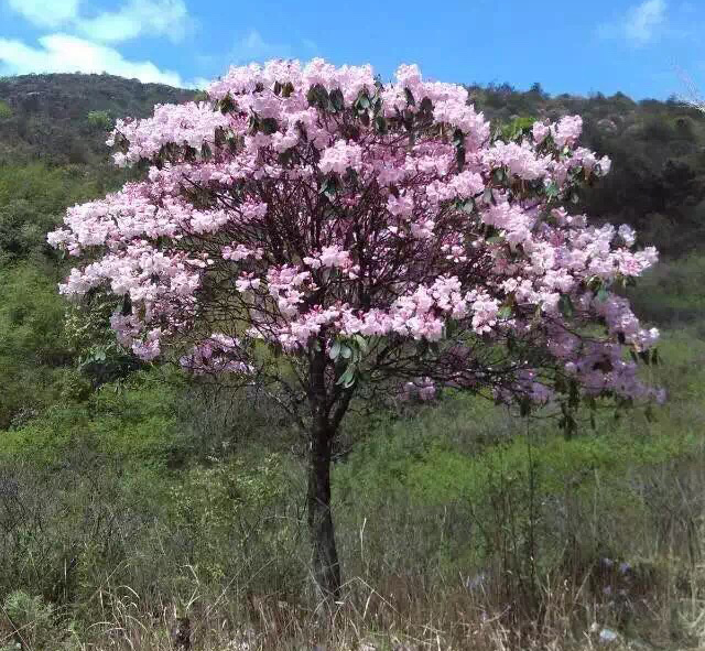 一棵開花的樹 