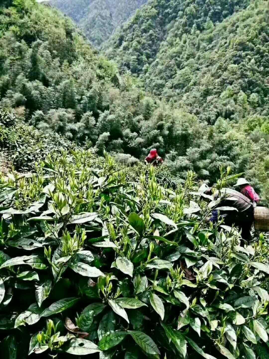 源口有機(jī)茶