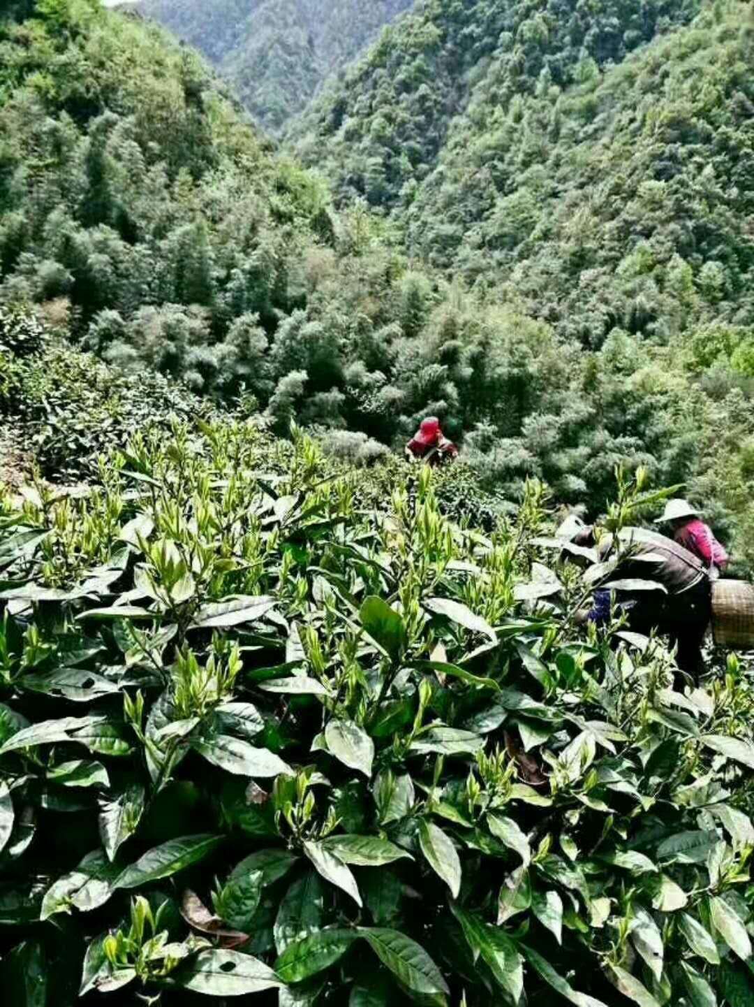 源口有機(jī)茶