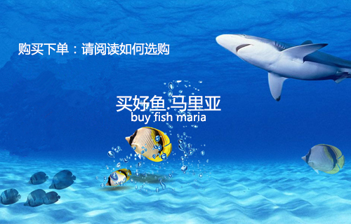 海水观赏鱼-深圳市马里亚水族