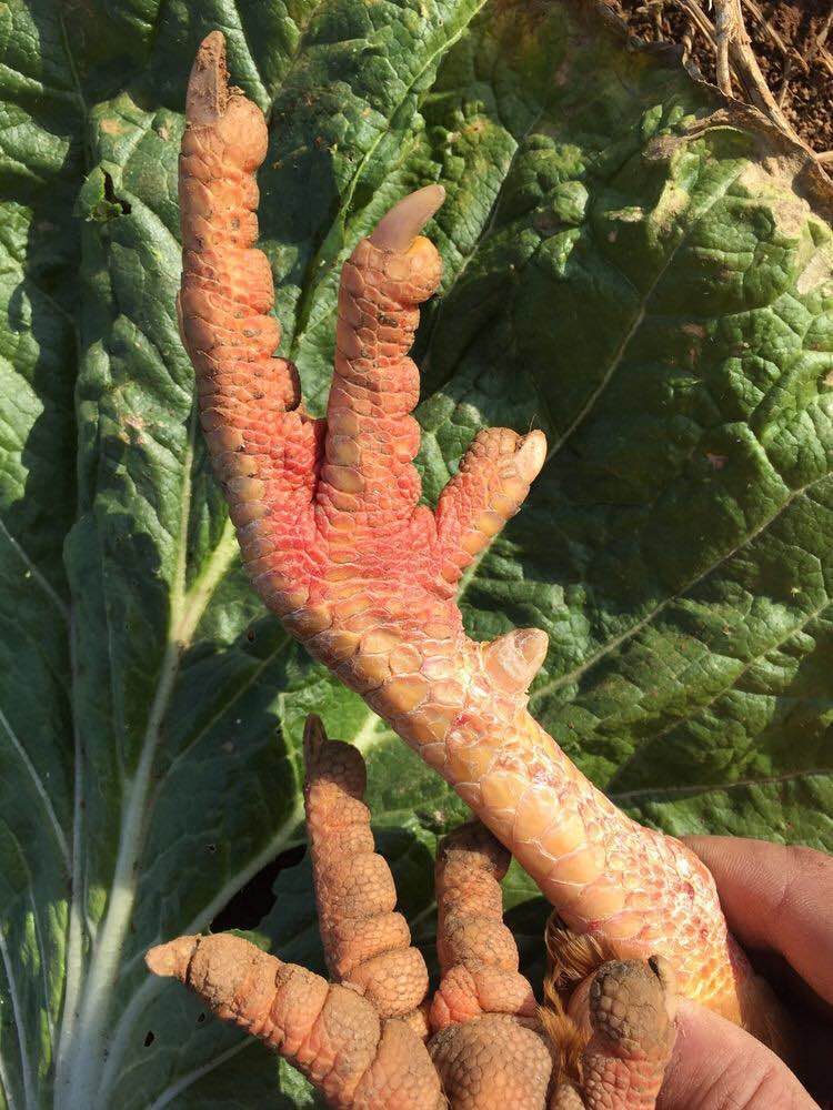 暖爸农园大公鸡报喜啦!