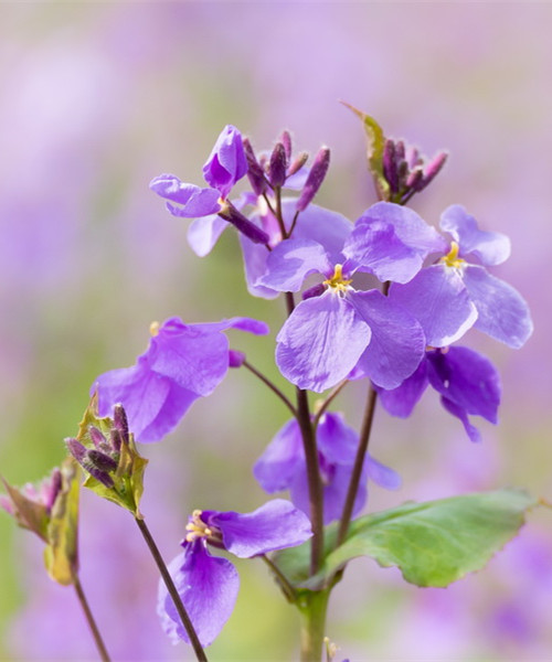 三方微信砍价平台是真的吗_三方微信砍价平台有哪些_微信砍价第三方平台