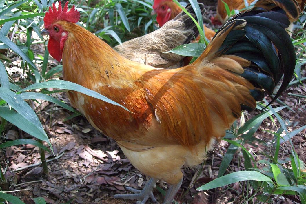 新年来了 因"味"有你 儿时的味道 主菜: 土鸡半只 大蒜 辣椒 土豆