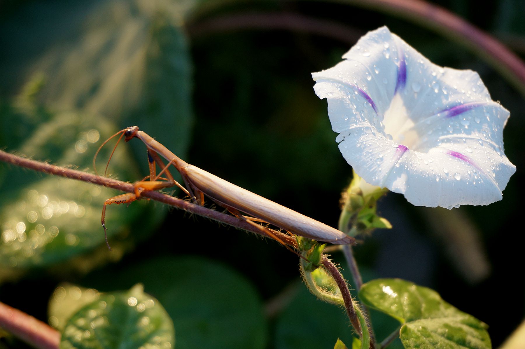 朝颜夕颜——沈林成/摄