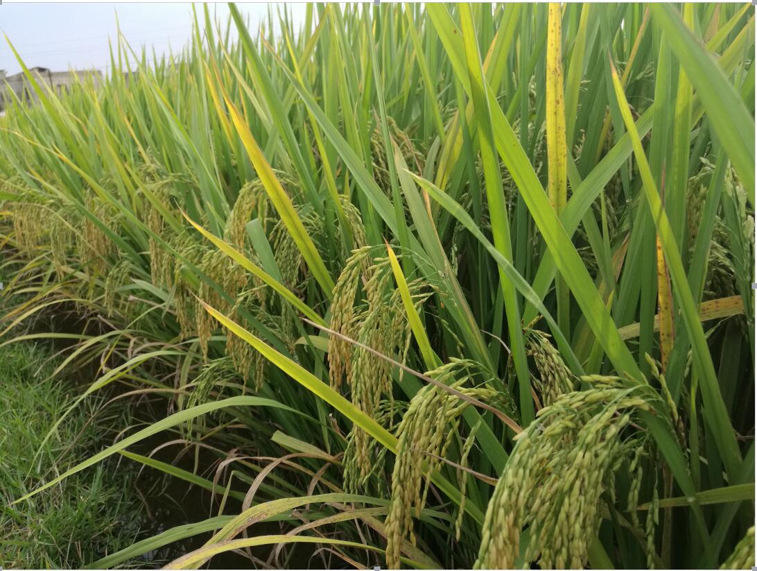 鄂香优华占,华占中的香型占,哦耶