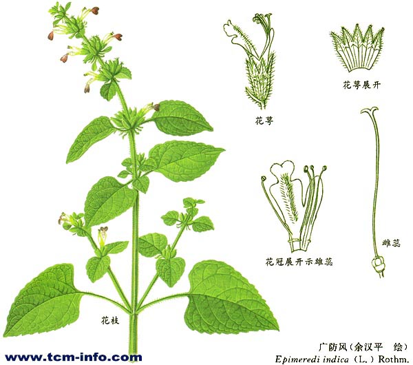 桂艾中医公益行——罗氏无痛针法培训