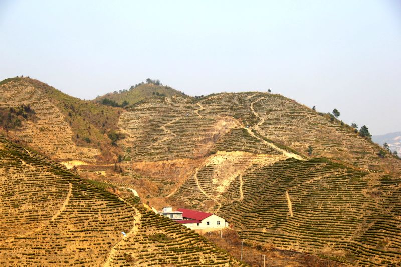 花厅镇向您拜年啦!