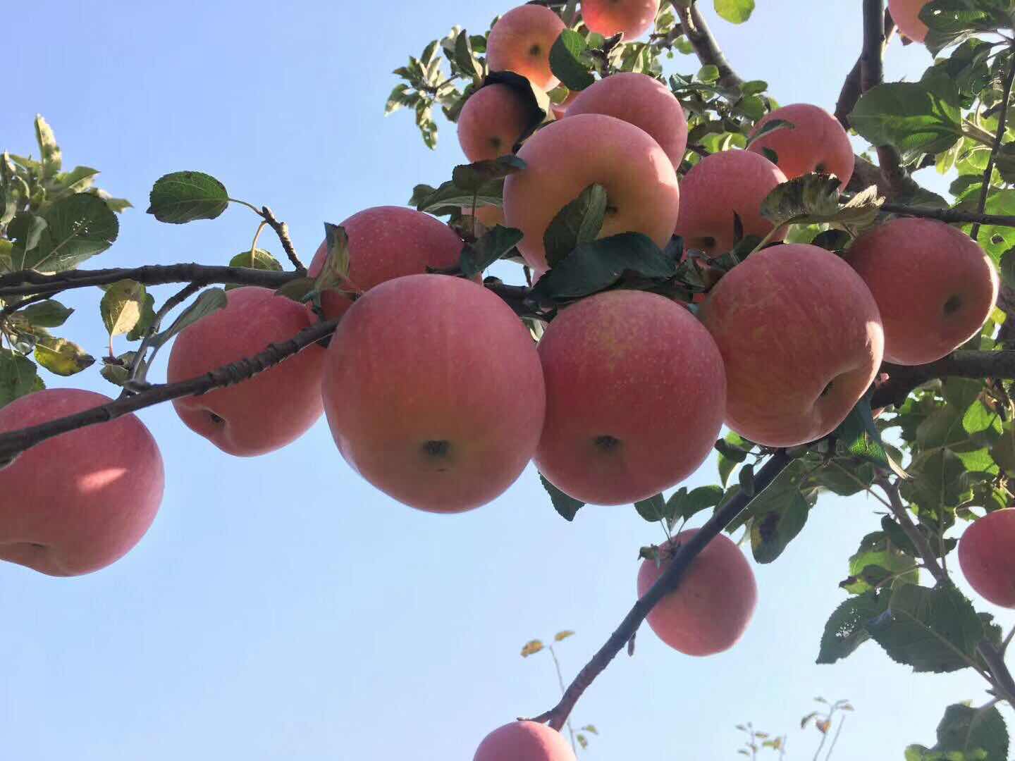 陕西农家自种大红富士十斤装！