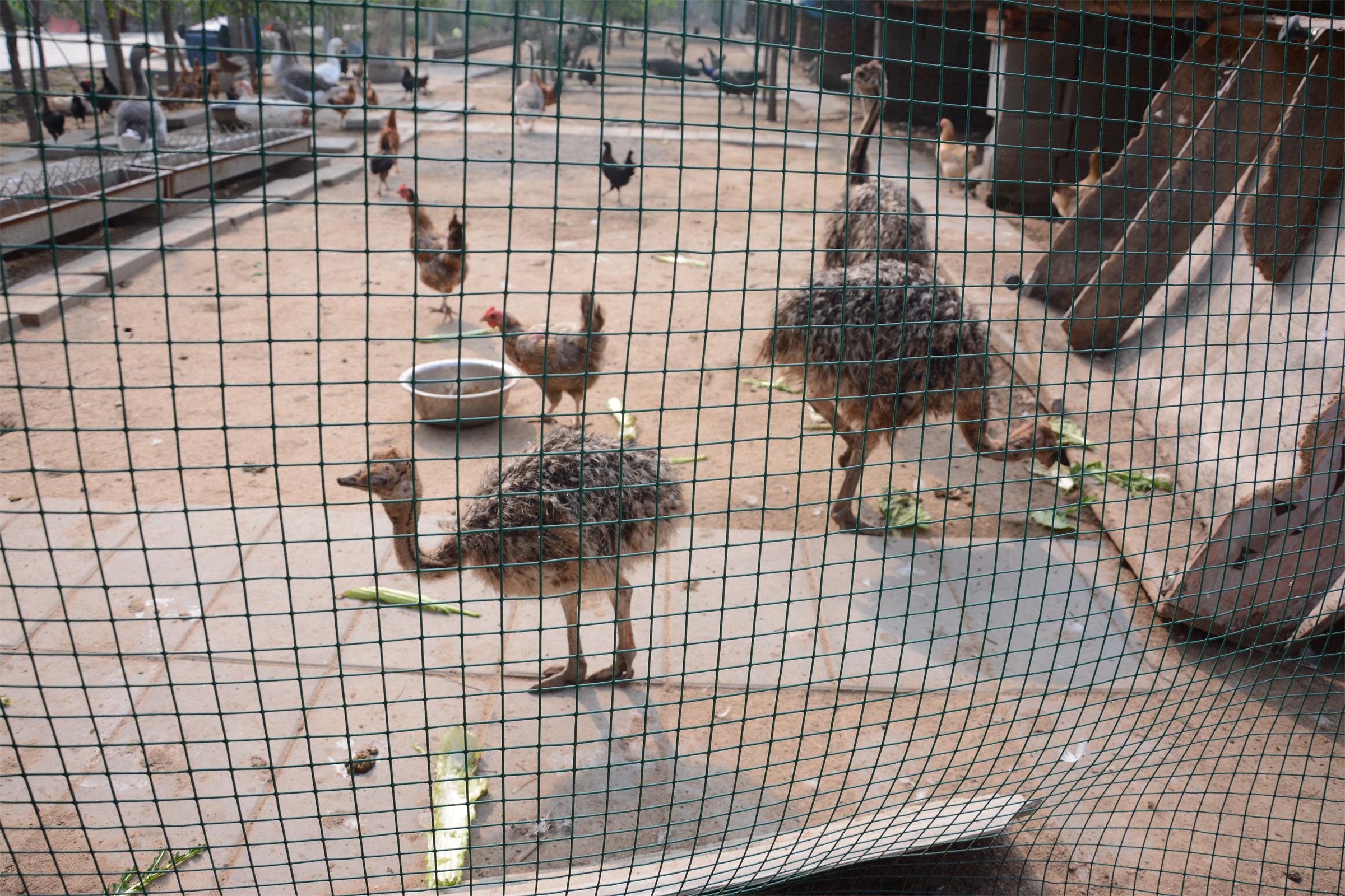 可爱的小动物让孩子们驻足观看