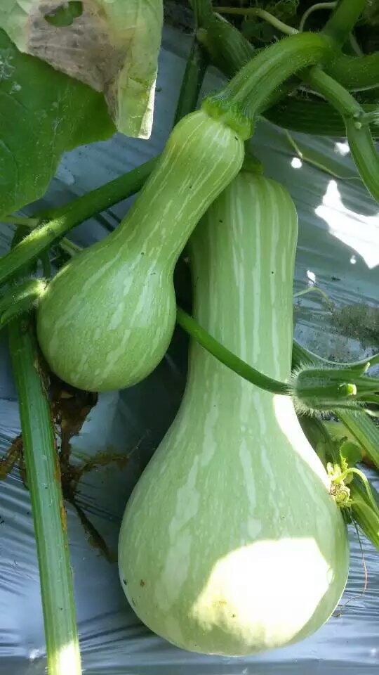 西葫芦,毛豆,扁豆,四季豆,秋葵,芸豆,柿子椒,刀豆,葫芦,菱角,节瓜