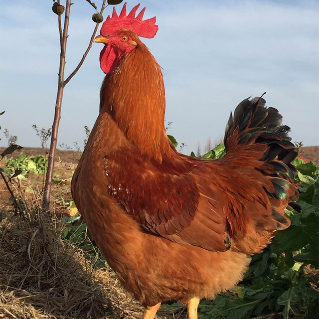 暖爸农园大公鸡报喜啦!