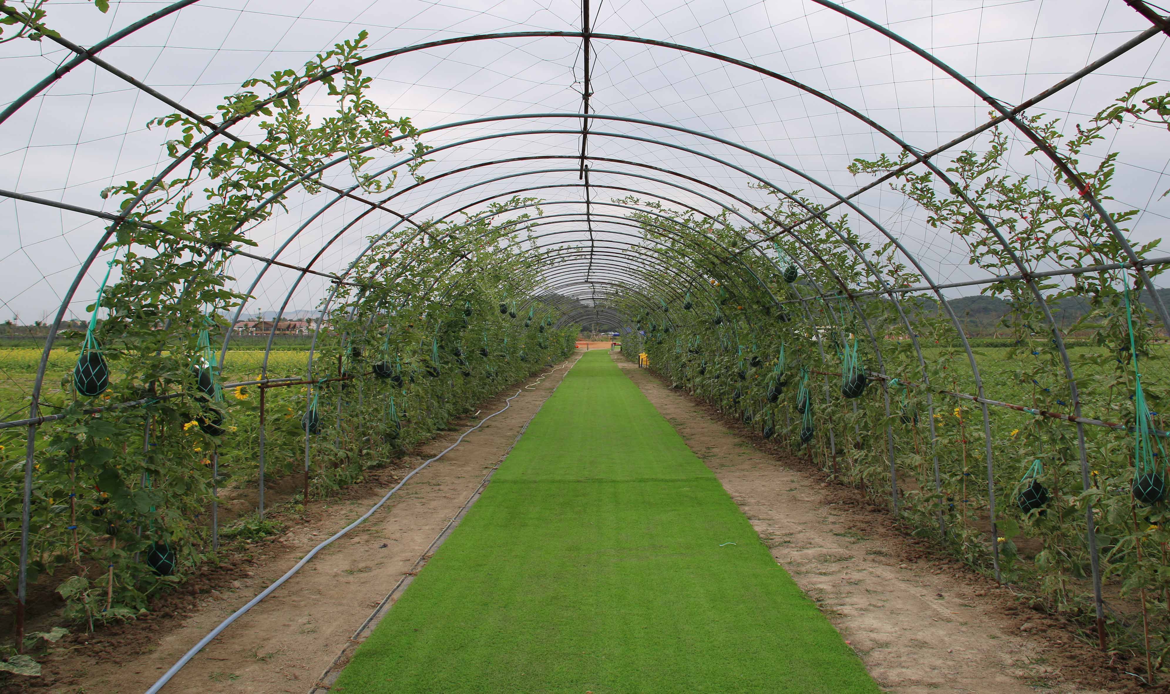 三亚海棠湾水稻国家公园 · 蔬菜采摘园