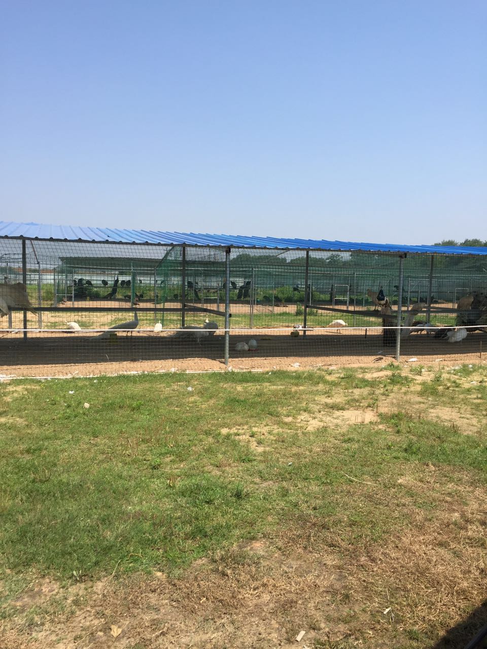 贵宾特种养殖场推广