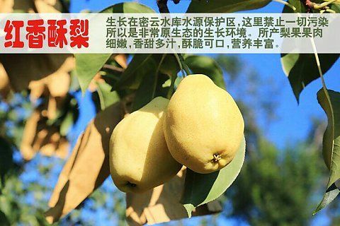 密云红香酥梨
